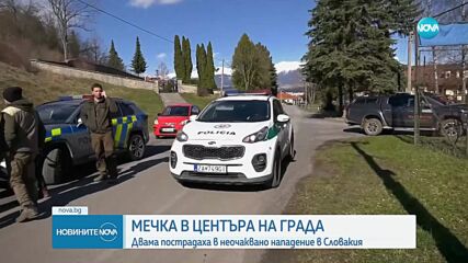 Мечка нападна хора в центъра на град в Словакия