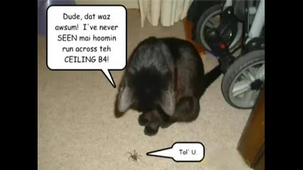 Смешни Котки 2 ! 