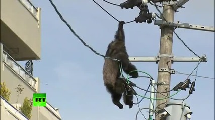 Драматично залавяне на маймуна избягала от зоологическа градина