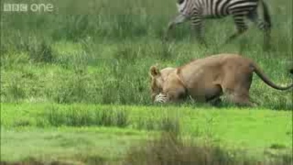 Lioness Hunts Zebra - Natures Great Events The Great Migration