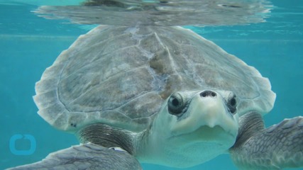 Man Gives Mouth-To-Mouth To Endangered Turtle, Saves Life