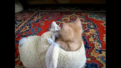 Коте заспива в пантоф:)