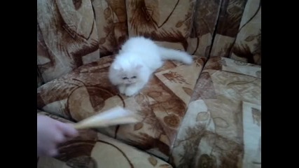 little cat