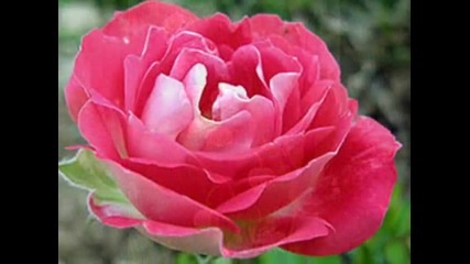 Life Is A Flower