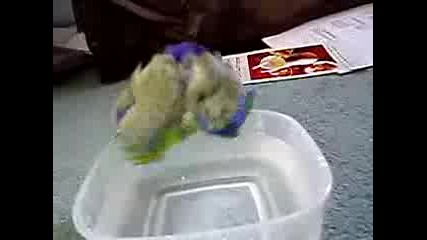 папагал се мие