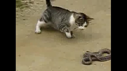 Котка срещу змия (голям смях :д:д:д) 