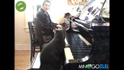 Коте пианист 