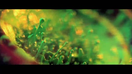 Tyga-molly