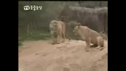 Лъв атакува тигър