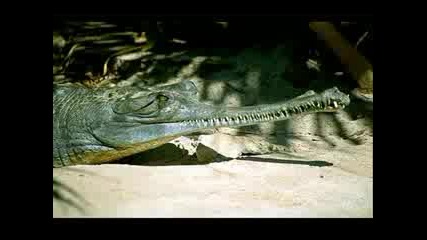 10 много странни животни.flv