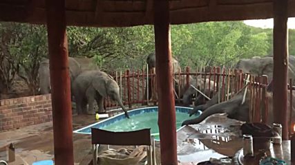 Слонове развалят семейната вечеря край басейна .
