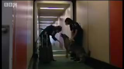 Lady the drug money search hound - Anything to Declare - Bbc 