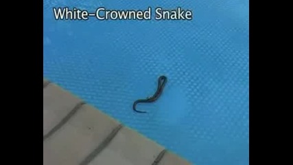 Snake Stkk.wmv