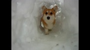 Куче влиза в снежен тунел.