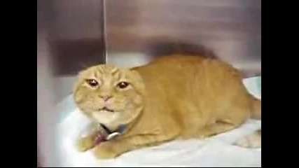 very angry cat - funny