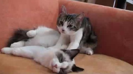 Котешки масаж 