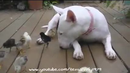 Куче се вживява като квачка