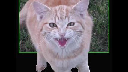 снимки на смешни котки :) enjoy 