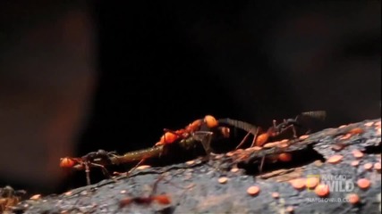 Армия от мравки ядат всичко