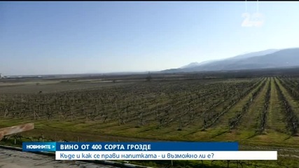 Вино от 400 сорта грозде