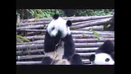 Panda Sneezing / Панда Киха