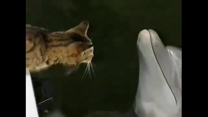 Това е любов... делфин влюбен в котка )))