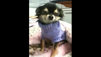 The Smiling Chihuahua а.к.а куче се усмихва смях хаха 