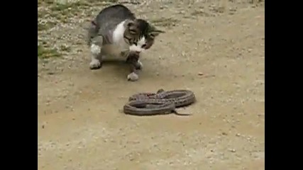 Котка vs Змия - Cat vs Snake ! 