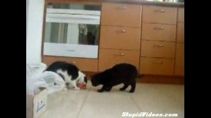 Много Смешни Котки - Май Не Се Обичат