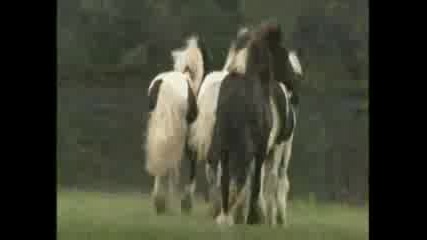 Horses  Gipsy Vanner 