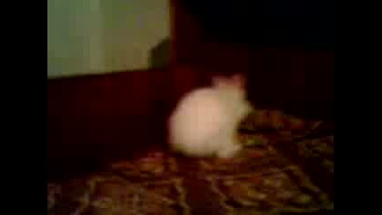 Bunny si igRa!kA ;)
