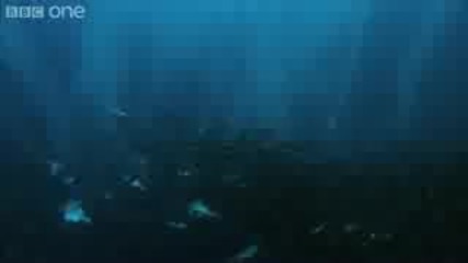 Hd: Underwater Armageddon - Natures Great Events: The Great Tide - Bbc One 
