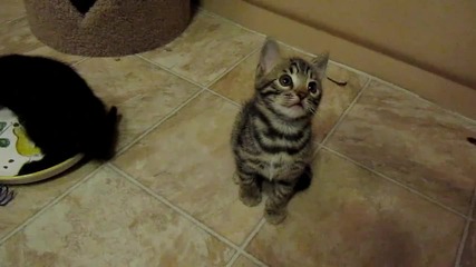 Сладко котенце си играе :)