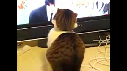 Коте гледа драматично