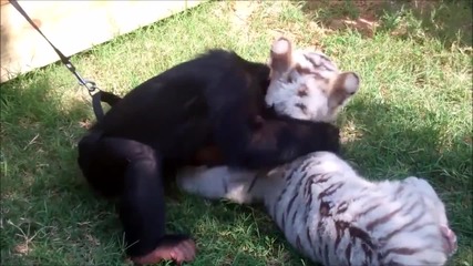 Малко шимпанзе, бебе вълк и тигърче се срещат за първи път