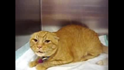 cat from hell
