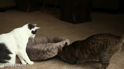 Подло коте - нещо е в моето легло!!! 