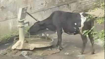 Умна крава знае как да утоли жаждата си!!