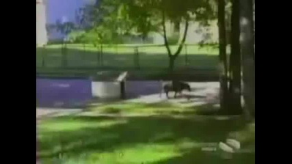 Cats and Dogs Funny Video