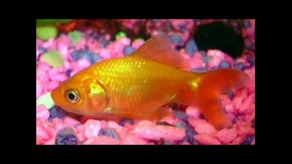 Стефан - Мъжът и златната рибка 