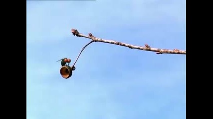 Minuscule - The fly makes fun of small spider