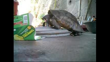 костенурка се мъчи да свърши 