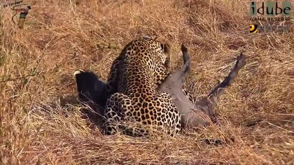 Leopard vs warthog