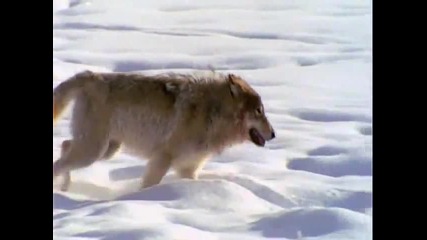 Сив Вълк - Един перфектен хищник