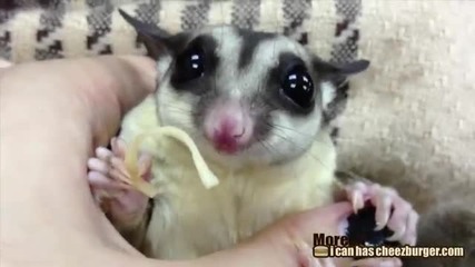 Сладко животинче папа