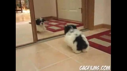 Куче Срещу Огледалото