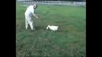 Да се скъсаш от смях