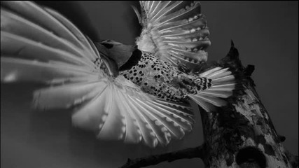 Peter Meatman - Woodpecker (original Mix)