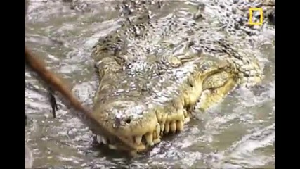 Кобра срещу крокодил.