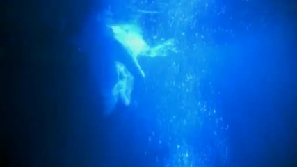 (1996) Party Animals - Aquarius